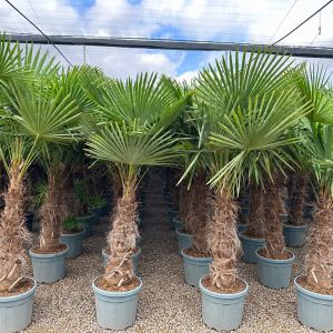 Trachycarpus fortunei (Palma konopná) - výška kmeňa 100-110 cm, výška 220-240 cm, kont. C45L (-17°C)